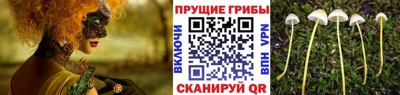 Псилоцибиновые грибы Psilocybe  Купить закладки  Великий Устюг 